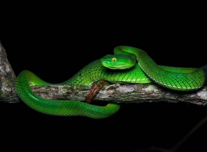 Gumprecht’s green pit viper