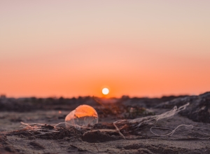 élimination des microplastiques