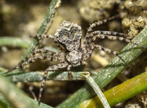 Nouvelles espèces d’araignées
