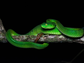 Gumprecht’s green pit viper