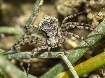 Nouvelles espèces d’araignées